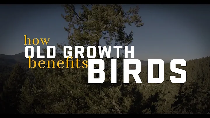 Old-growth forests may protect birds in warming climate