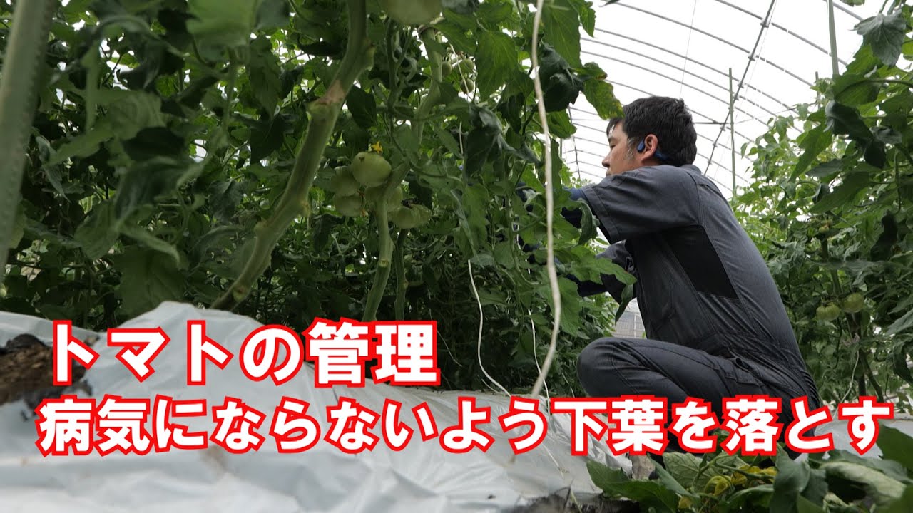 トマトの管理病気にならないよう下葉を落とすタイミング21 5 28 1236 Youtube