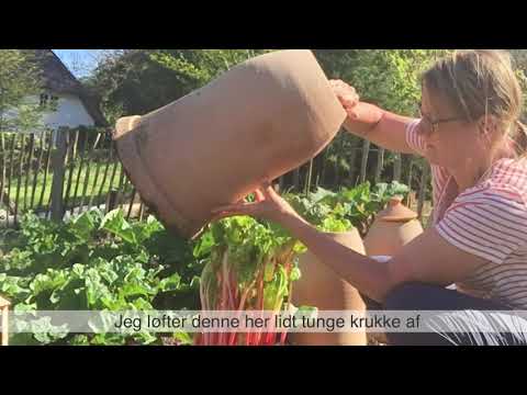Video: Plantering af rabarberfrø - Sådan dyrkes rabarberplanter fra frø