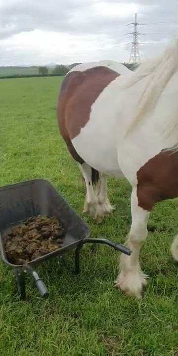 Horse Rudely Knocks Over Poo Barrow || ViralHog