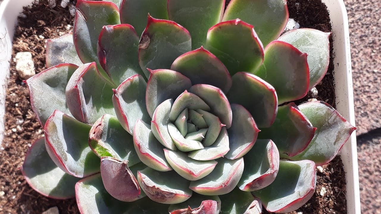 Sukulentlerde saksı toprak  değişimi /Echeveria pulidonis