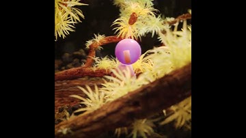 LIVING FOREST | Blender 3D Animation #shorts