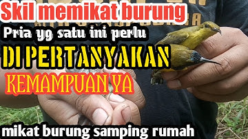 mikat burung  yang susah turun