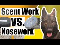 Akc scent work vs nacsw k9 nose work dog sports