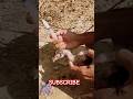 desi chicken treatment #fpyyoutube #formepage #najeebvlogs