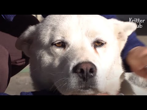 Video: Hausmittel für Gas in Hunde