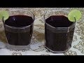 CHICHA MORADA