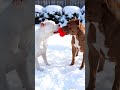 funny pitbulls Heart Treasure Hunt Mission Cuddles