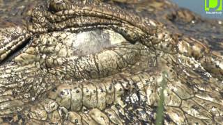 Buscaespecies: Yacaré