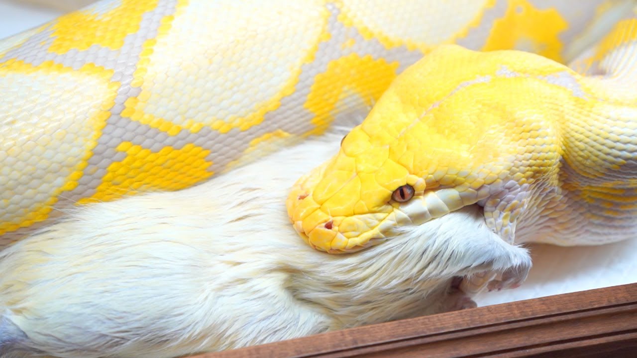 The reticulated python has started eating for the first time in