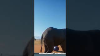 Elephant Parents With The Baby Zoo Planet