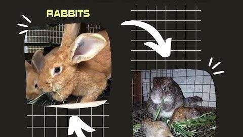 One critical mistake to avoid in Rabbit farming