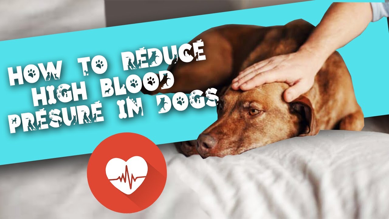 what causes high blood pressure in dogs