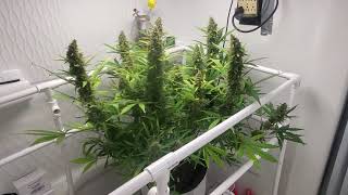 Weekly update Octopot grow room Great White Shark,Northern Lights auto,Blueberry auto,Acapulco Gold.