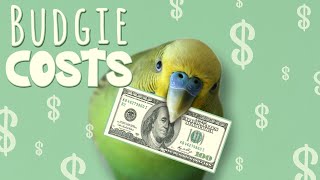 How Much Does it COST to Keep a Budgie?