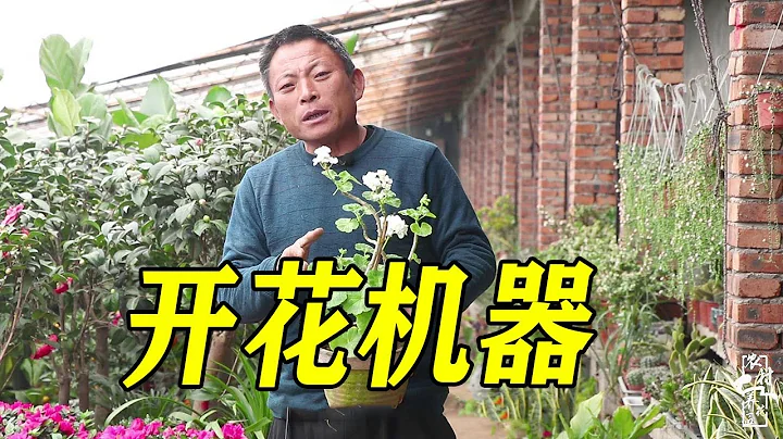 养花就养“开花机器”，一年花期180天，花朵开得大又艳！【农村养花匠】 - 天天要闻