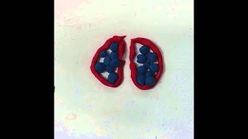 Animal Development Claymation