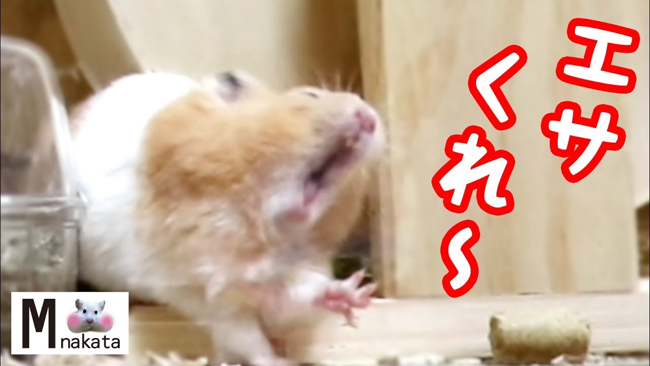 ハムスターの尻もちってなぜこんなに可愛いんだろう 可愛い癒しおもしろ動物hamster Is Very Cute When It Falls Youtube