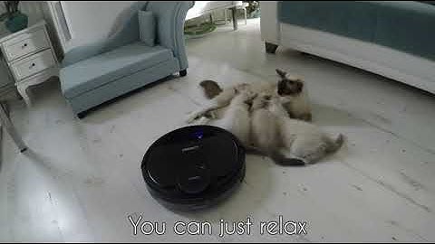 Review of Ecovacs Deebot ozmo 930 robot vacuum cleaner by cats