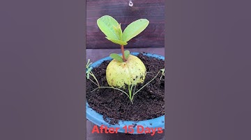 New technique : guava tree from guava #shorts #viral #youtubeshorts #shortvideo #shortsfeed