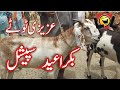 Bakra Eid Completion All Funny  Azizi Totay   Tezabi Totay Funny Punjabi Dubbing