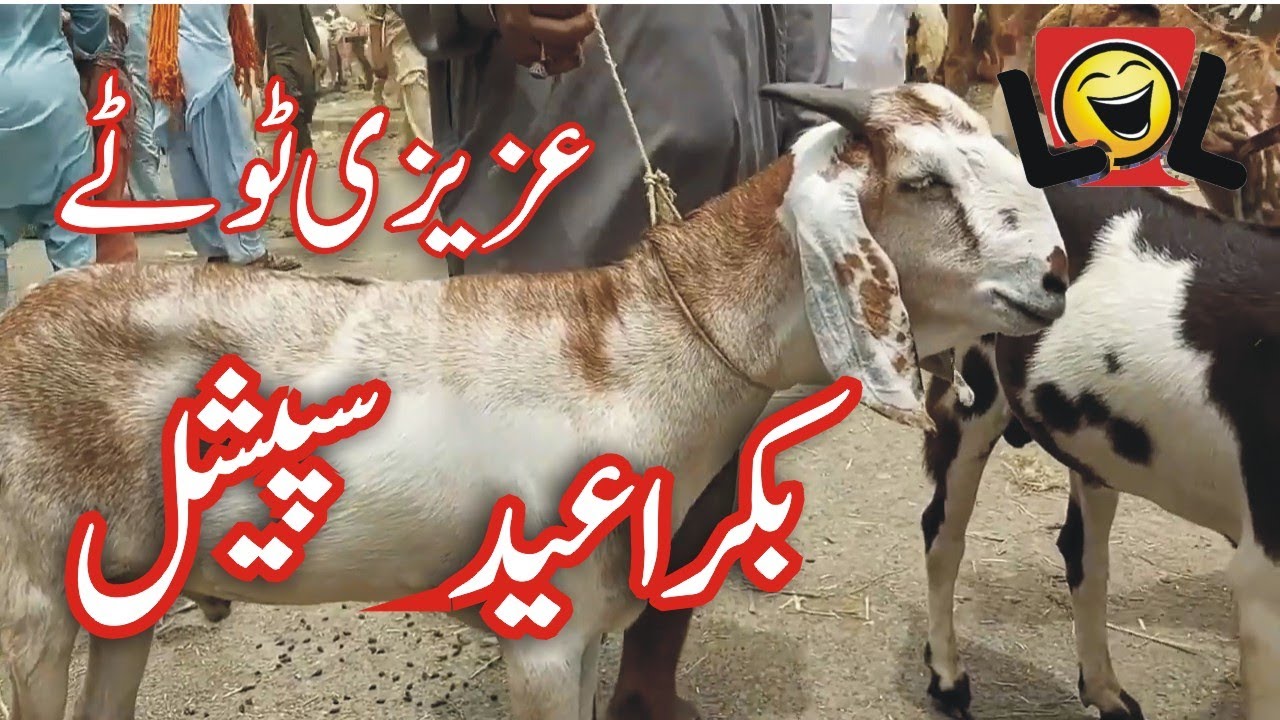 Bakra Eid Completion All  Funny Azizi Totay   Punjabi Dubbing by Ali Azizi