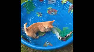 Cute Scottie puppy Wyatt enjoying his pool