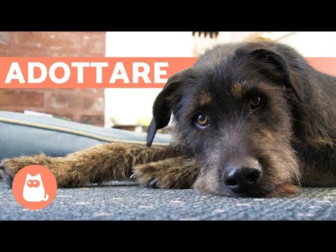 Video: 10 motivi per cui non dovresti avere un cucciolo