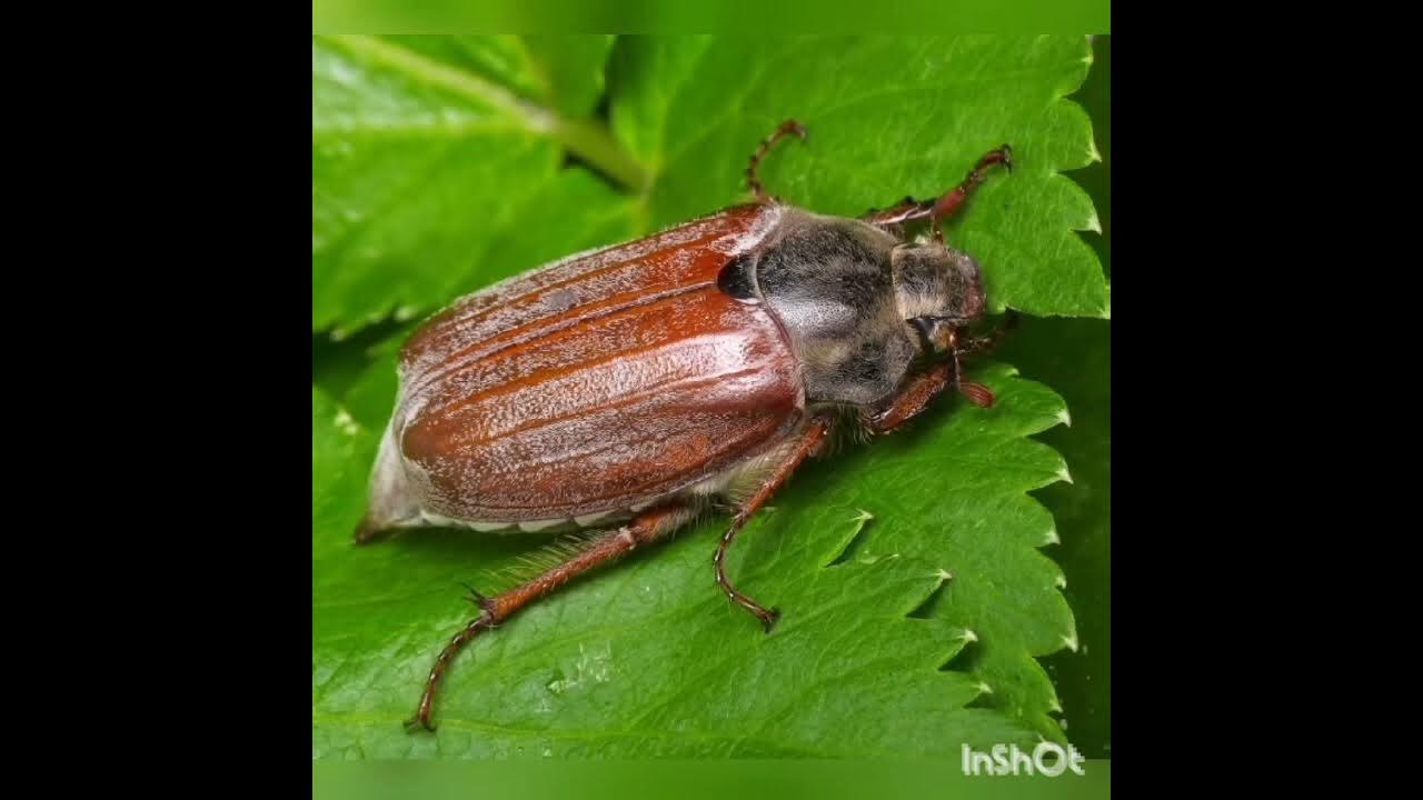 Самка майского жука. Майский жук описание. Майский жук в окно приметы. Жук мукоед личинки. Я веселый майский жук.