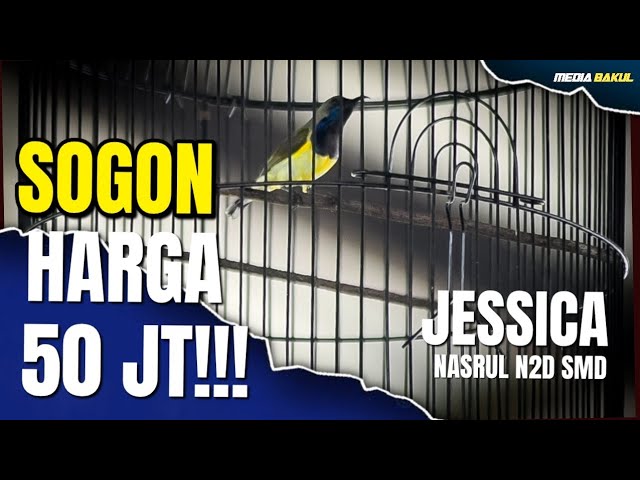 SOGON 50 JT!! JESSICA NASRUL N2F SUMEDANG CETAK HATTRICK class=
