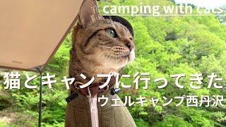 猫とキャンプに行ってきた【ウェルキャンプ西丹沢】camping with cats