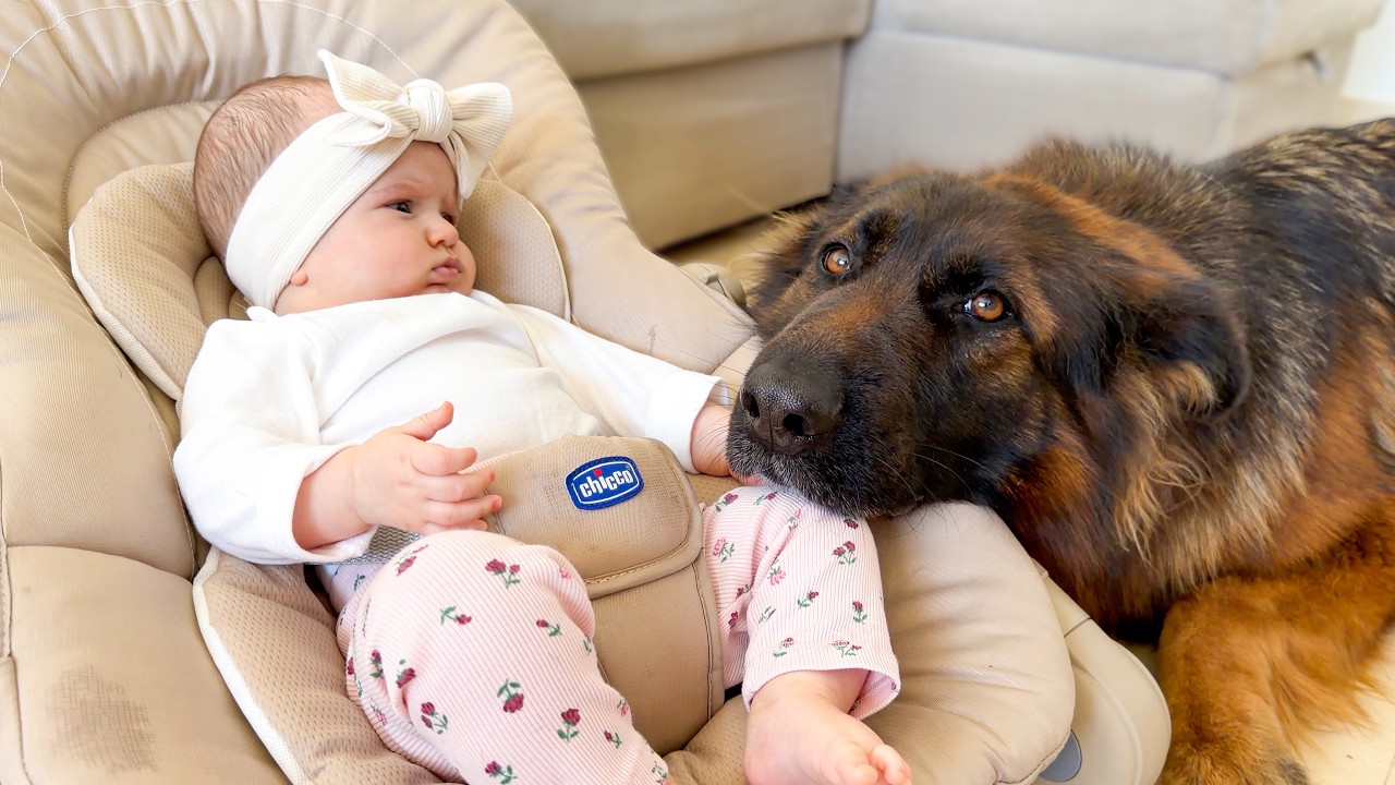 Gentle German Shepherd Shows Pure Love to Baby