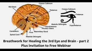 Breathwork for Healing the 3rd Eye and Brain part 2