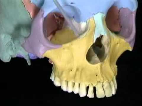 Анатомия человека. Череп. - YouTube