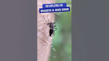 ¿De qué color odia el mosquito?