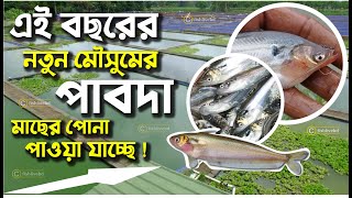 ২০২৩ সালের নতুন মৌসুমের দেশি পাবদা মাছের পোনা || Season-1 || দেশি পাবদা মাছের পোনা || Fish Live BD