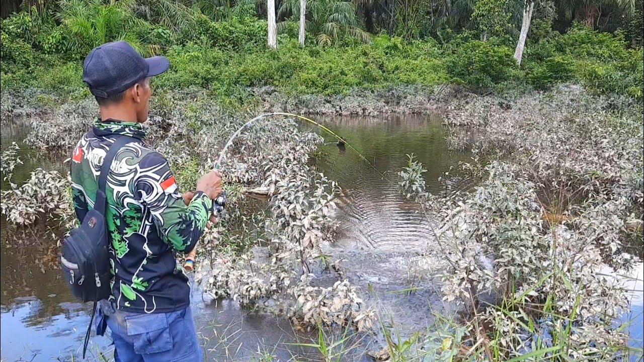 CASTING IKAN GABUS SUPER GANAS