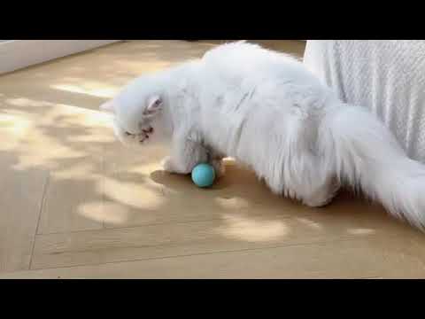 Cat Toys Automatic Rolling Ball Electric Cat Toy