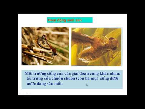 Video: Bọ cánh cứng thụ phấn cho hoa như thế nào: Tìm hiểu về Bọ cánh cứng thụ phấn