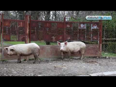 სოფელი დიდი ჯიხაიში - ქუთაისიპოსტი