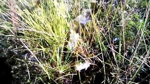 Angry Norwegian Lemming Attacks a Video Camera