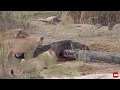 Lions and crocodile compete over buffalo carcass [Best Video Clip 2019 entry]