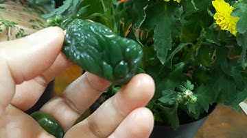 Phong Thủy Nhẫn Chạm Rồng Ngọc Bích Thiên Nhiên Nephrite Jade | Đá Quý Linh Khí Đất Việt 0903996911