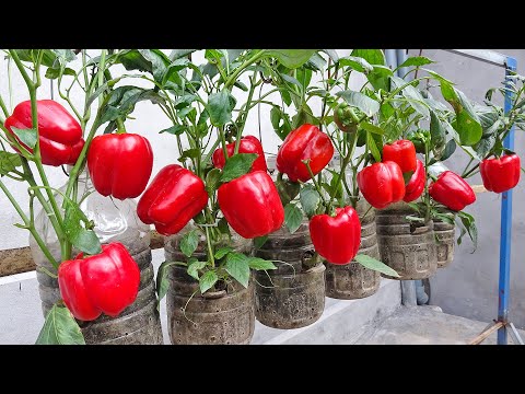 Growing Bell Peppers in Recycled Plastic Bottles - Easy but the results are amazing