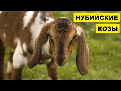 Разведение Нубийской породы коз как бизнес идея | Нубийские козы