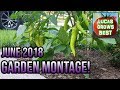 June 2018 vegetable garden tourmontage with music  lucasgrowsbest