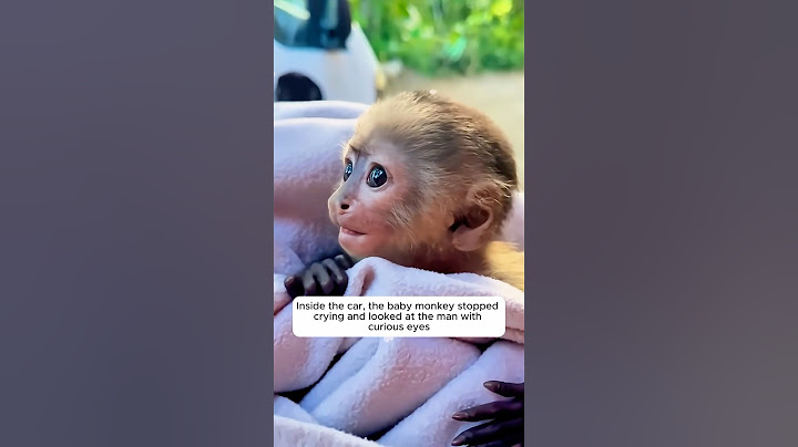 This man adopted an orphaned monkey