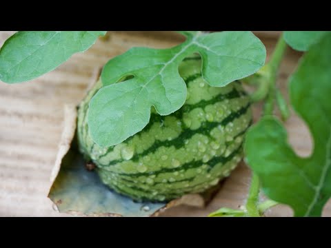 Video: Sowing Watermelon Noob