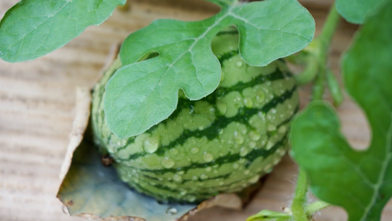 Watermelon In Pot - From Seed To Watermelon