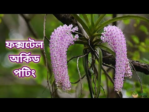 ভিডিও: কী ধরনের ঘাস ফক্সটেল তৈরি করে?